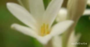 augmented_Polianthes tuberosa flower8_blurred.jpeg